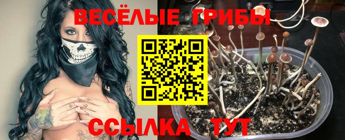 Шадринск  Галлюциногенные грибы Psilocybine cubensis  Вход с VPN  Галлюциногенные грибы Psilocybe 